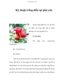 Kỹ thuật trồng điều tại phú yên