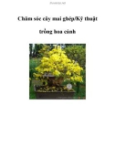 Chăm sóc cây mai ghép/Kỹ thuật trồng hoa cảnh