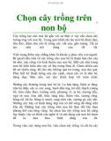 Chọn cây trồng trên non bộ