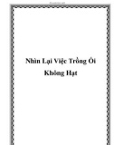 Nhìn Lại Việc Trồng Ổi Không Hạt