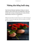 Những đóa hồng buổi sáng