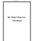 Kỹ Thuật Trồng Lúa Thu Hoạch