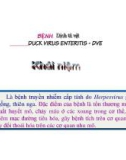 Bài giảng Bệnh Dịch tả vịt - Duck virus enteritis Dve