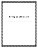 Trồng cà chua sạch