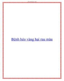 Bệnh héo vàng hại rau màu