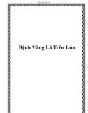 Bệnh Vàng Lá Trên Lúa