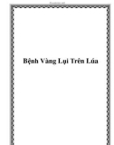 Bệnh Vàng Lụi Trên Lúa