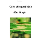 Cách phòng trị bệnh đốm lá ngô