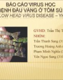 Báo cáo virus học bệnh đầu vàng ở tôm sú