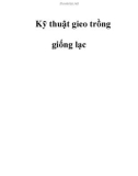 Kỹ thuật gieo trồng giống lạc