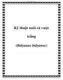 Kỹ thuật nuôi cá vược trắng (Bidyanus bidyanus)