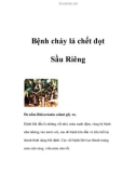 Bệnh cháy lá chết đọt Sầu Riêng