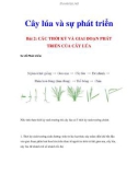 Cây lúa và sự phát triển - Bài 2: CÁC THỜI KỲ VÀ GIAI ĐOẠN PHÁT TRIỂN CỦA CÂY LÚA