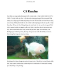 Cá Ranchu