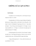 GIỐNG LÚA CẠN LC93-1