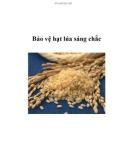 Bảo vệ hạt lúa sáng chắc