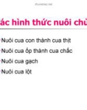 Kỹ thuật nuôi cua con thành cua thịt