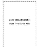 Cách phòng trị một số bệnh trên cây có Múi