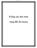 Trồng cây hòe trên vùng đất đỏ bazan