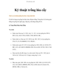 Kỹ thuật trồng lúa cấy