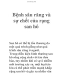 Bệnh sâu răng và sự chết của rạng san hô