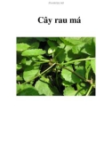 Cây rau má