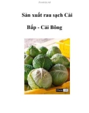 Sản xuất rau sạch Cải Bắp - Cải Bông