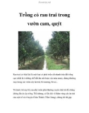 Trồng cỏ rau trai trong vườn cam, quýt