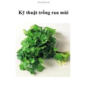 Kỹ thuật trồng rau mùi