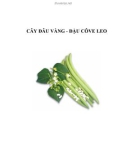 CÂY ĐÂU VÀNG - ĐẬU CÔVE LEO