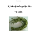 Kỹ thuật trồng đậu đũa vụ xuân