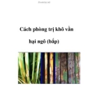 Cách phòng trị khô vằn hại ngô (bắp)