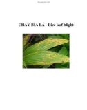 CHÁY BÌA LÁ - Rice leaf blight