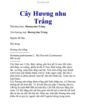 Cây Hương nhu Trắng