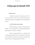 Giống ngô lai Dekalb 5252