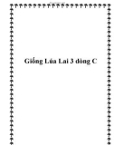 Giống Lúa Lai 3 dòng C