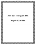 Kéo dài thời gian thu hoạch đậu đũa