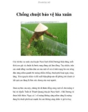 Chống chuột bảo vệ lúa xuân