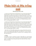 Phân biệt cá Đĩa trống mái