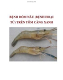 BỆNH ĐỐM NÂU TRÊN TÔM CÀNG XANH