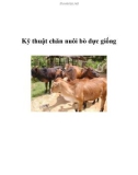 Kỹ thuật chăn nuôi bò đực giống