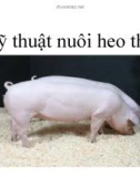 Kỹ thuật nuôi heo thịt