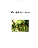 Các loại sâu bệnh hại ca cao