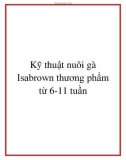 Kỹ thuật nuôi gà Isabrown thương phẩm từ 6-11 tuần