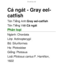 Cá ngát - Gray eelcatfish