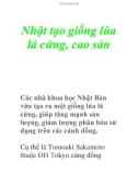 Nhật tạo giống lúa lá cứng, cao sản