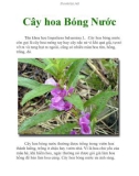 Cây hoa Bóng Nước