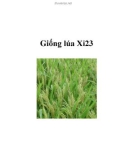 Giống lúa Xi23