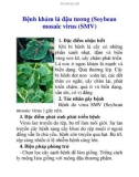 Bệnh khảm lá đậu tương (Soybean mosaic virus (SMV)