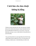 Cách làm cho dưa chuột không bị đắng